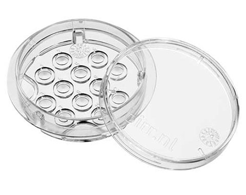 Culture Dish 35 mm Time Lapse